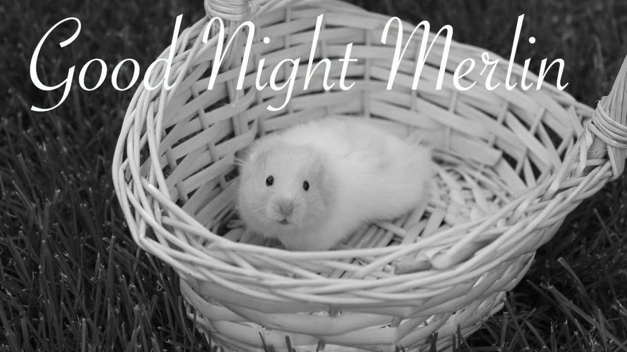 Good Night Merlin
