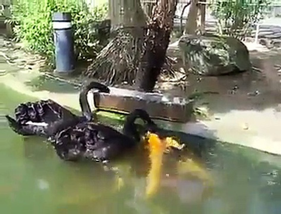 Subhan ALLAH ♥ سبحان الله‎