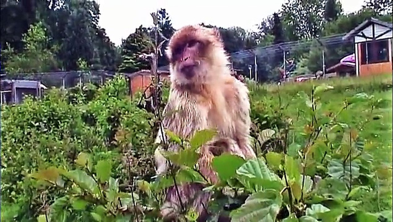 Zu Besuch im Affen- und Vogelpark Eckenhagen – 1