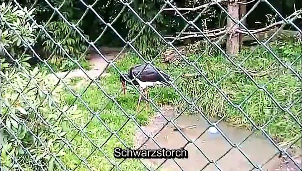 Zu Besuch im Affen- und Vogelpark Eckenhagen – 3
