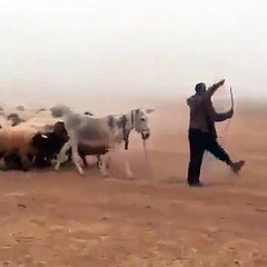 Ce gars commande une armée d'ânes et de moutons ...