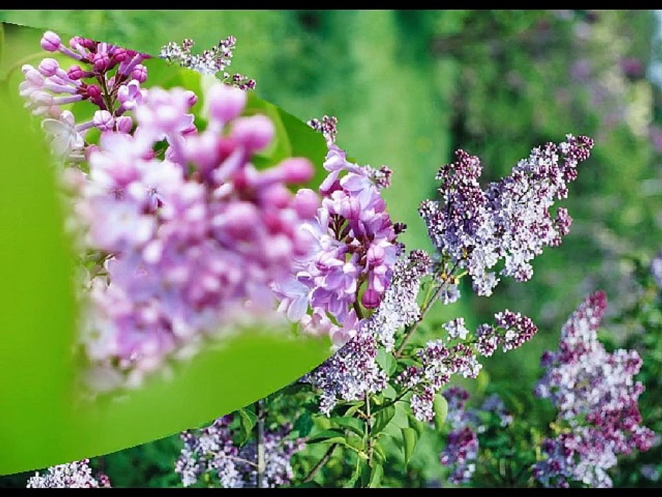 30 Beautiful Flowers HD wallpapers { SET 3 }