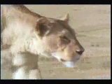 MUST SEE - Lion attack man, lions attacks, real attacking