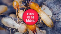 Savige Pest Control - Your Termite & Pest Control Specialist