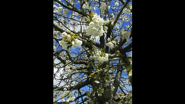 philippounet chante le printemps