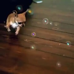 Slow motion cuteness