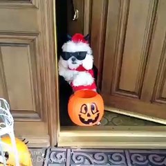 When You Was Gonna go Trick or Treating but it was Too Scary Outside