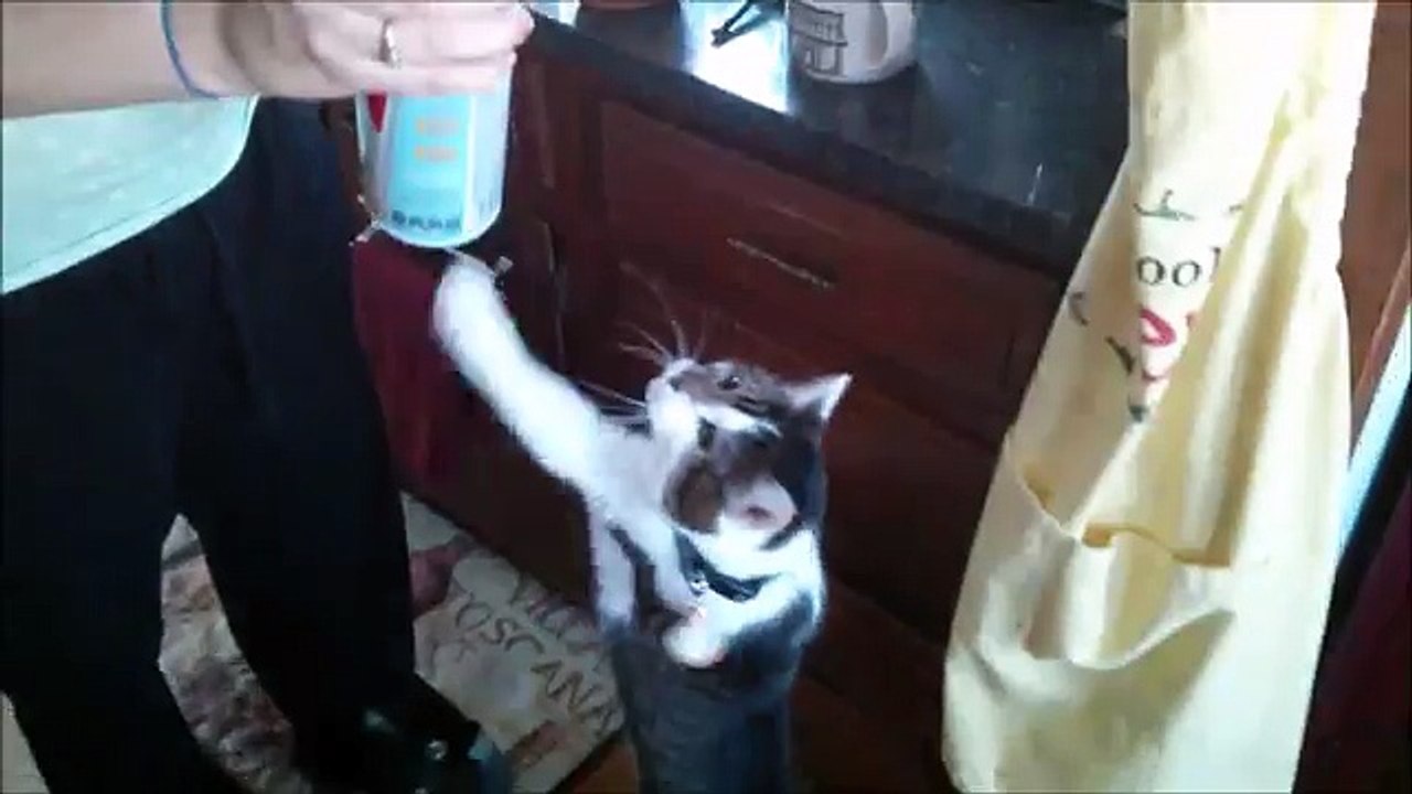 gato