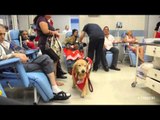 Cães-terapeutas visitam pacientes na ala de oncologia