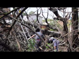 Chuva tomba figueira sobre casas no Jardim das Oliveiras