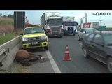 Cavalo é atropelado por caminhão e complica trânsito