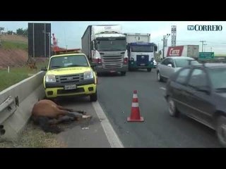Cavalo é atropelado por caminhão e complica trânsito