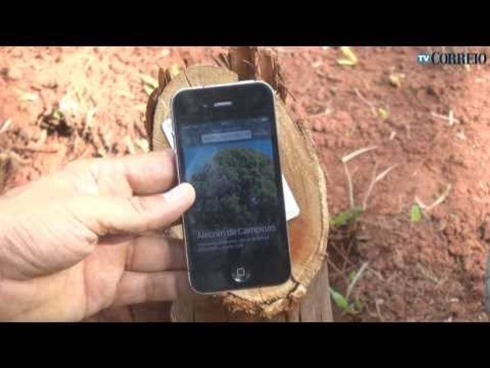 Sistema digital vai identificar árvores em Campinas