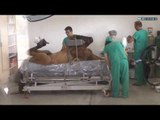 Animais abandonados em Indaiatuba ganham hospital veterinário