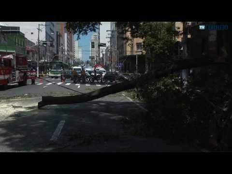 Árvore cai e bloqueia avenida no Centro de Campinas