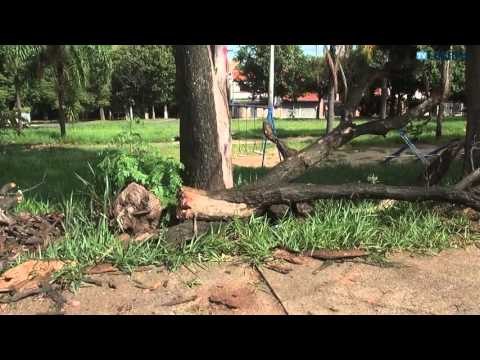 Abril 2013 - Queda de árvore bloqueia rua na Vila Teixeira