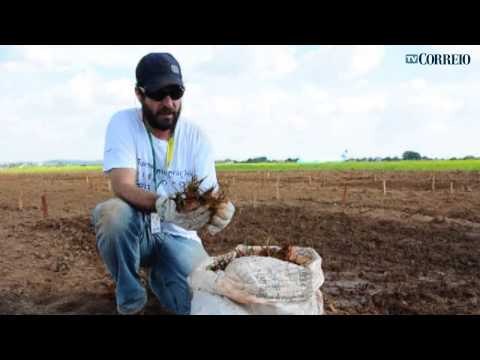 Viracopos testa gramas perto de pista