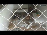 Animais mortos são encontrados em sede de ONG