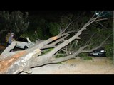 Vendaval derruba árvore que atinge carros