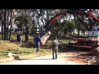 Eucaliptos são extraídos do Taquaral