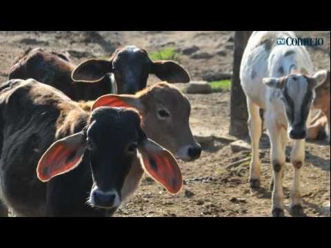 Especial de Aniversário de Campinas Rural