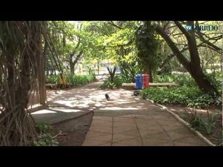 Gatos invadem o Parque Portugal no Taquaral