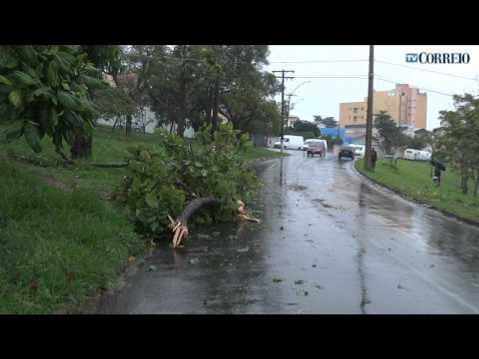 Chuva forte derruba árvores em Campinas