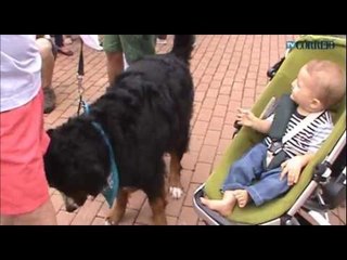 Manifestação em defesa dos animais