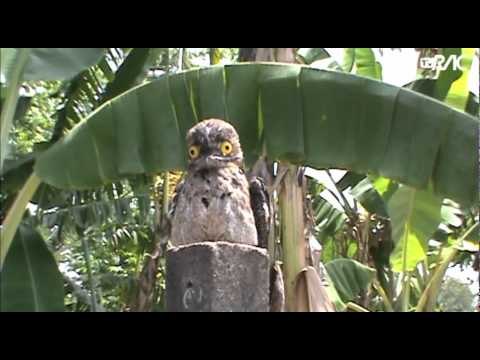 Animais silvestres invadem Campinas