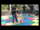 Show de cães no Galleria Shopping em Campinas