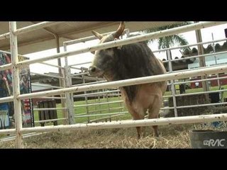 Jaguariúna Rodeo Festival expande festa country
