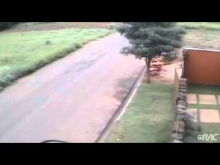 Ladrões não perdoam e roubam até cães