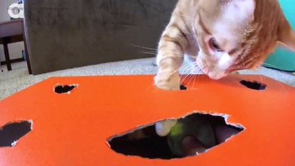 Viral Video Recap: Whack-A-Mouse and Ski Season Pro Tips