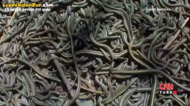 Çiftleşmek İçin 30 Bin Erkeği Bekleten Dişi Yılan