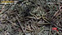 Çiftleşmek İçin 30 Bin Erkeği Bekleten Dişi Yılan
