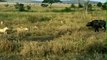 Lions Attack on Animals - Lions fighting to death - Video Dailymotion