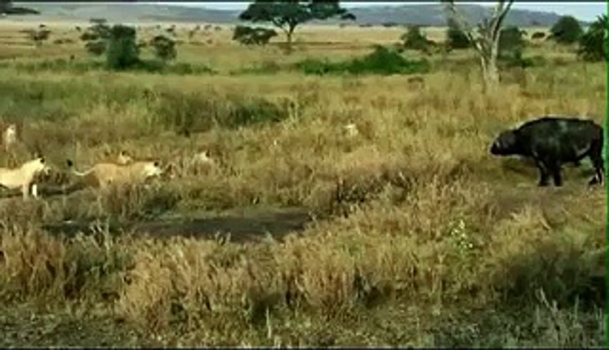 Lions Attack on Animals - Lions fighting to death - Video Dailymotion