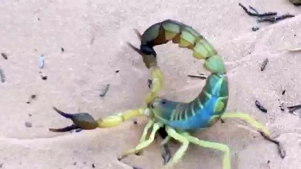 اخطر عقرب في العالم عقرب بوسعادة