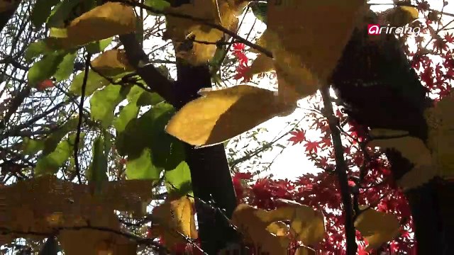 Heart to Heart Ep144C4 How did you come up with the idea to combine photographic techniques with your work