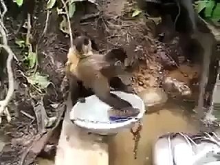 Check Out These Monkeys Work