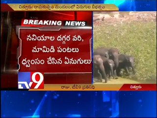 Elephants on rampage in Chittoor