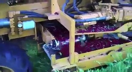 Awesome    Cherry Picking Machine    That s Really Efficient