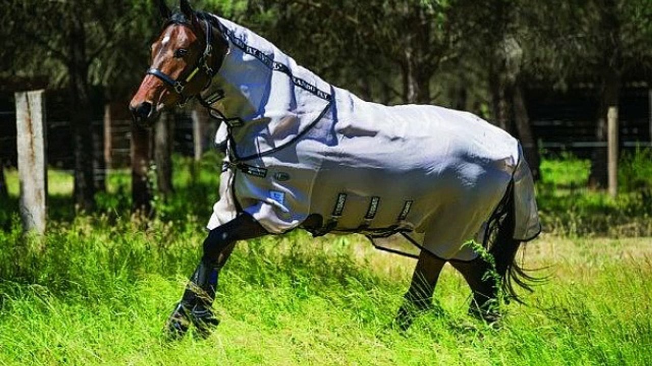Horse Rugs