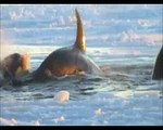 Buzulda sıkışan katil balinalar kurtarılmayı bekliyor