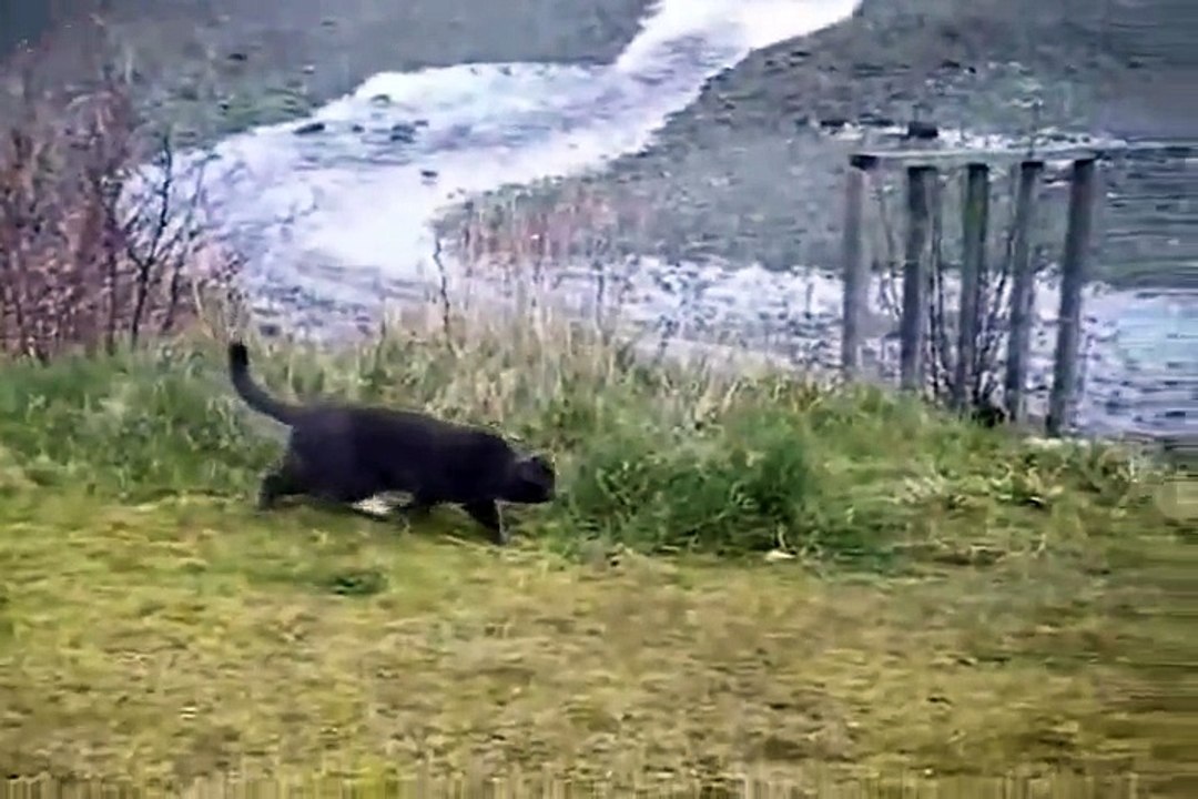Cat vs Eagle thoughts