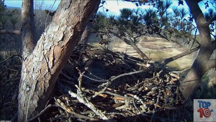 3 time Eagle Attacks (OWL_ DEER _ WOLF)