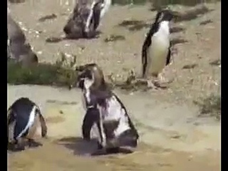 Ce pingouin adore danser