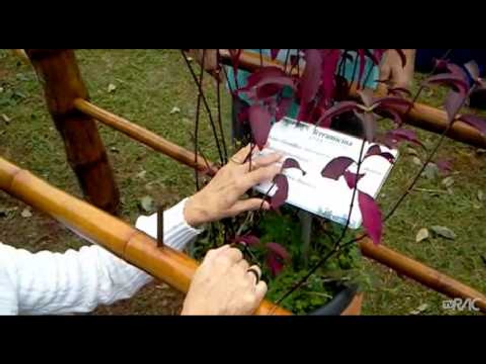 IAC de Campinas inaugura Jardim Sensorial nesta quinta