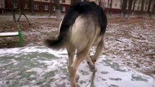 Лайм на столе