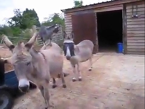 These goats riding on donkeys amazing...........